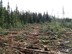 Logging residues after harvesting of timber
