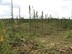 Forest biomass harvesting result