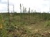 Rsultat de la rcupration des rsidus forestiers