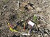 Forest biomass monitoring transecte